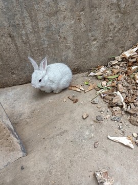 家养的小灰兔