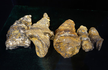 贵州珊瑚化石