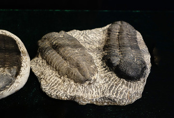 大型镜眼虫化石