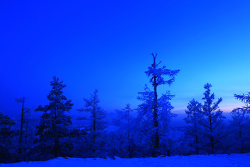 暮色苍茫的林海雪原