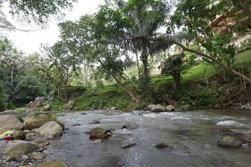 树林溪流