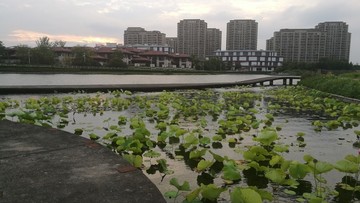 上海之鱼的黄昏