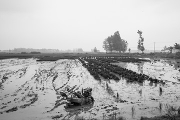农村老照片水稻种植