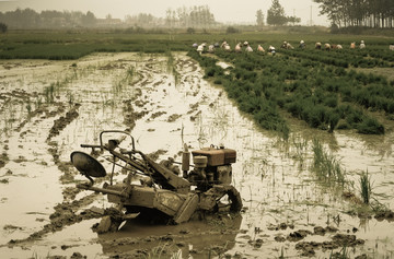 农村老照片水稻种植