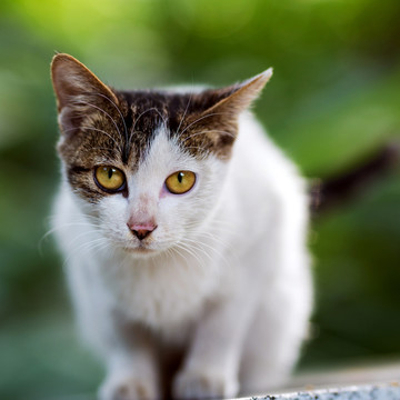 小猫的眼神