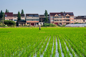 田间农民