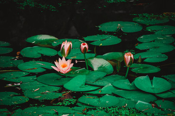 莲花