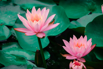 莲花