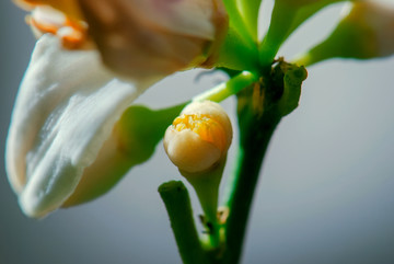 柠檬花