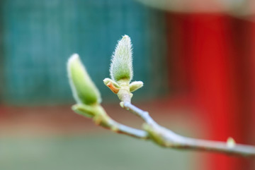 玉兰花