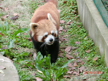 小熊猫