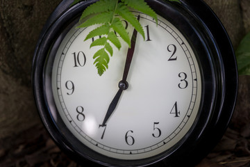 蕨类植物与时钟