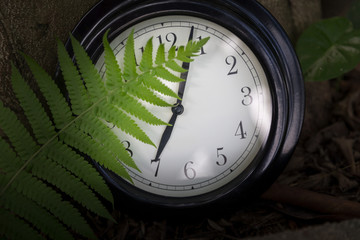蕨类植物与时钟