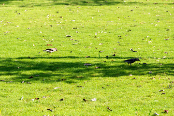 鸟在草地上