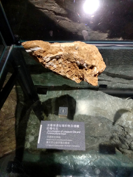 龙骨坡遗址的堆积物及骨化石