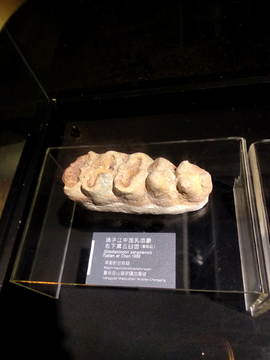 扬子江中国乳齿象右下第三臼齿