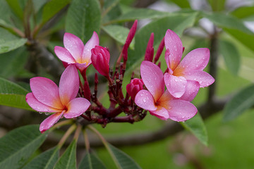 鸡蛋花