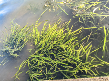 沼泽 滩涂 淀山湖 生态