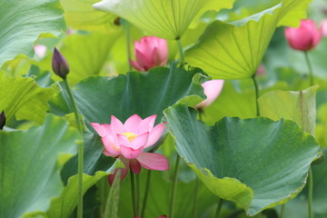 荷花特写