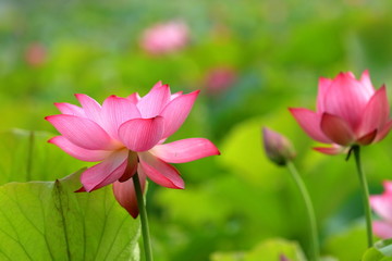 荷花特写