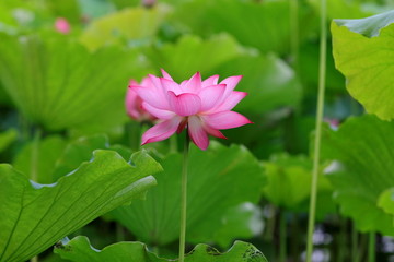 荷花特写