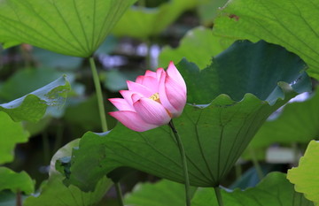 荷花特写