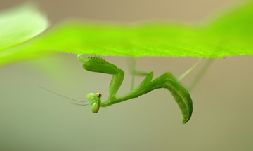 螳螂微距高清图片