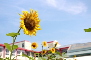 校园夏日向日葵