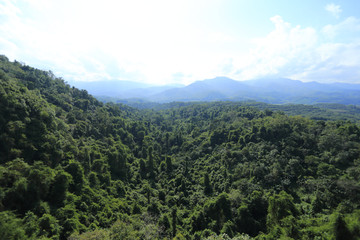 西双版纳植物园原始森林