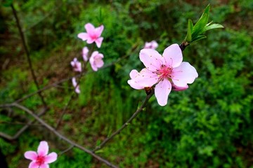 桃花粉红花朵