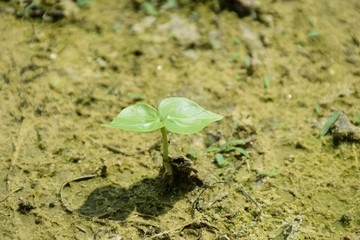 萌芽的小苗