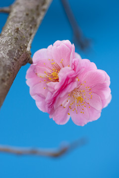 梅花