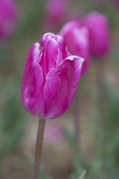 郁金香花