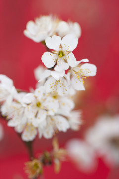 樱花