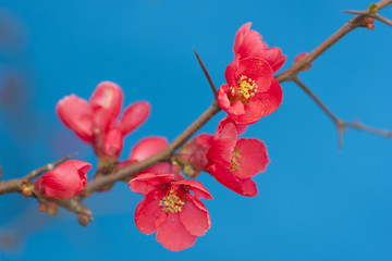 海棠花