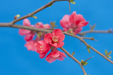海棠花