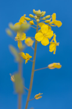 油菜花
