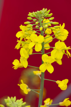油菜花