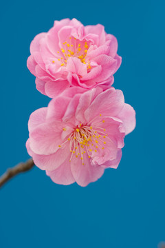 梅花