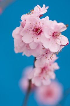 梅花
