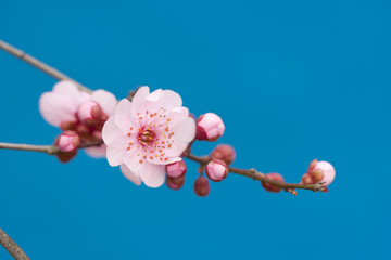 梅花