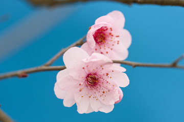 梅花