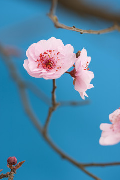 梅花