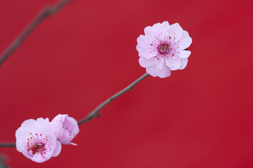 梅花