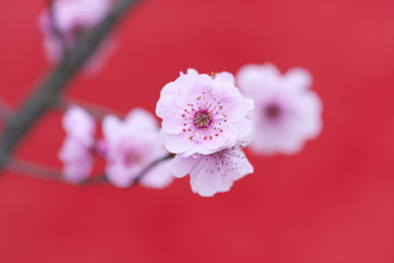 梅花
