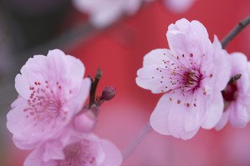 梅花