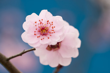 梅花