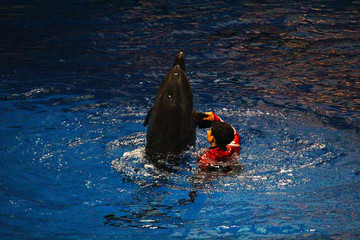 水族馆海豚