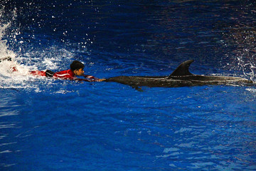 水族馆海豚