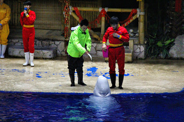 水族馆海豚表演